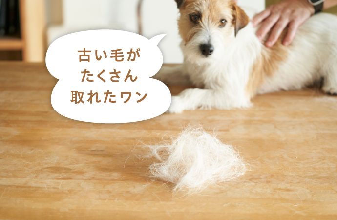 古い毛がたくさん取れたワン