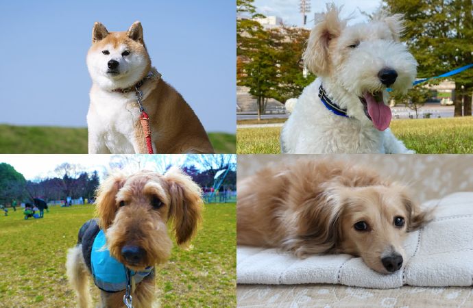 推奨する犬種