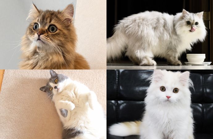 推奨する猫種"