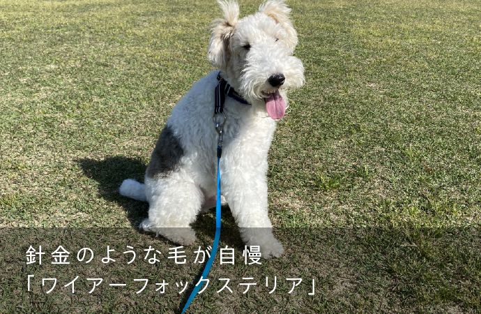 針金のような毛が自慢「ワイアーフォックステリア
