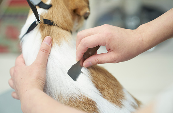 プロも認める切れ味と、負担の少ない使い心地